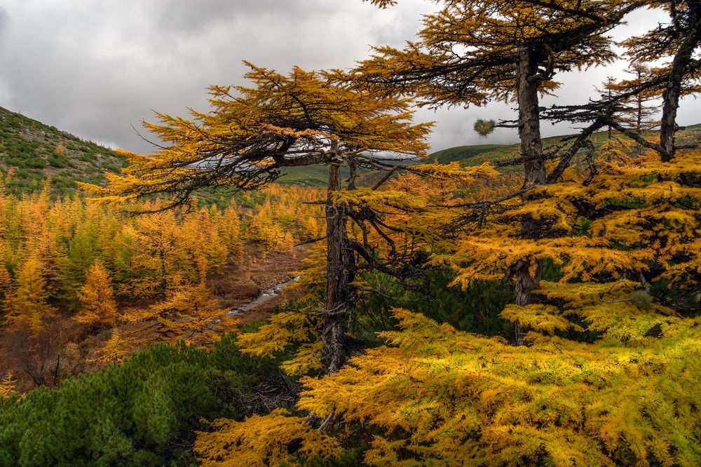 «Сердце Леса»