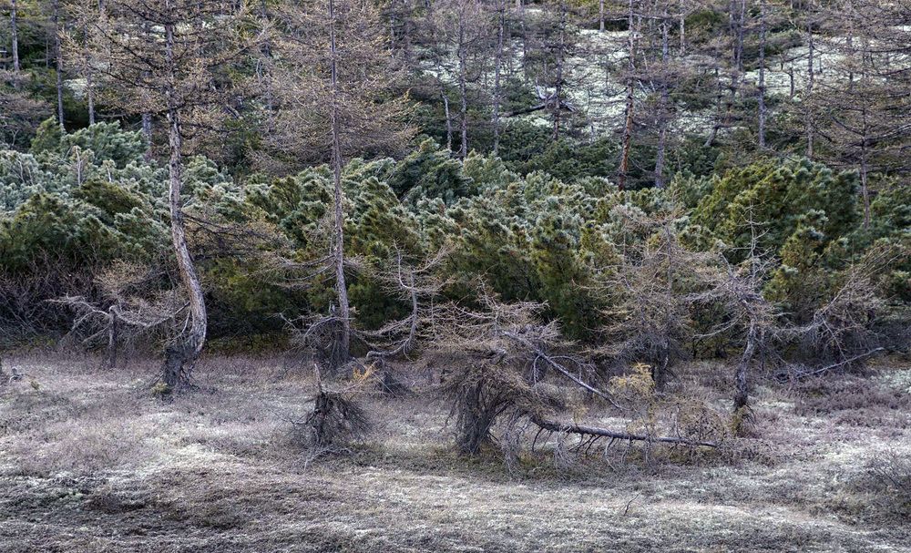 «Шабаш лесных Духов»