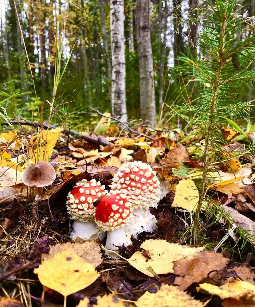 Photograph by Ирина