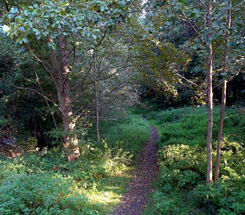Тропинка в лесу