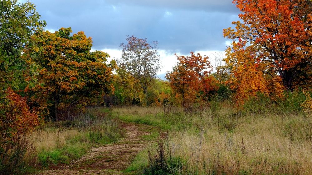 Лесная дорога