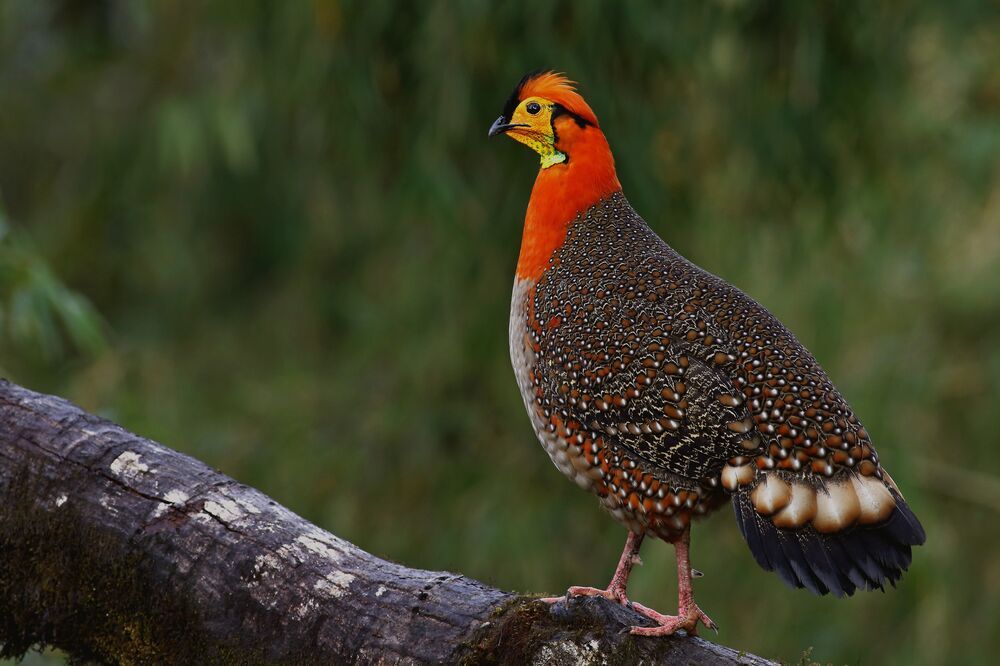 Photograph by sonam dorji
