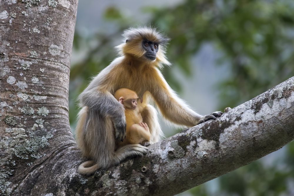 Golden langur