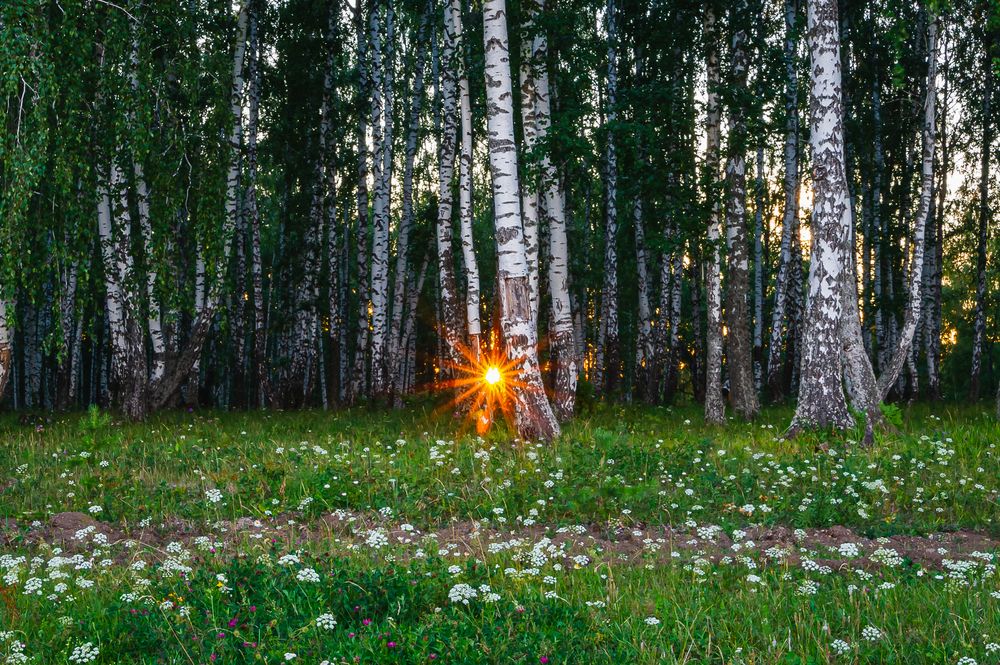 Звезда в лесу