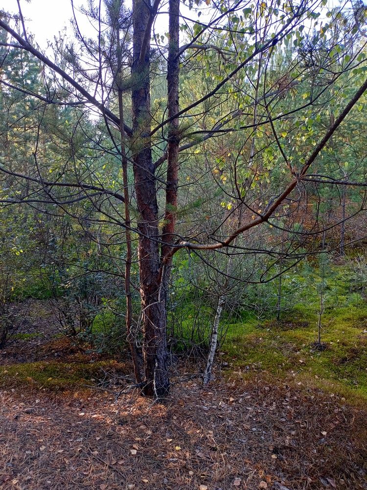 Photograph by Ольга Сай