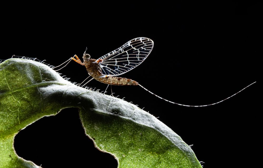Фотография автора TAN LING ZI