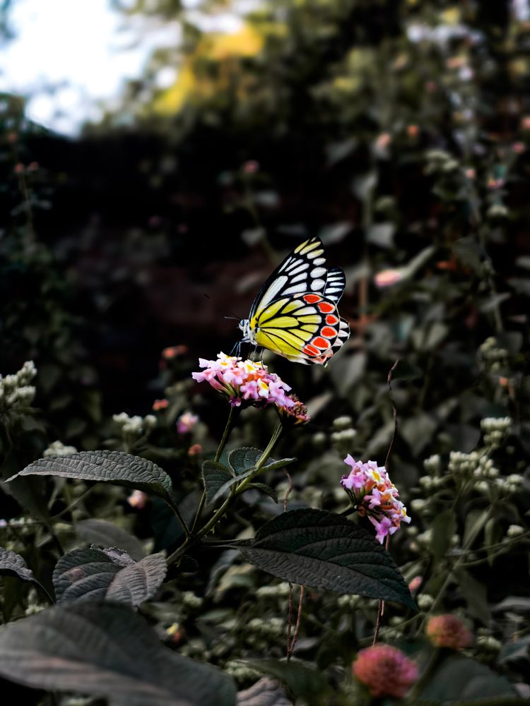 Photograph by Debayan Bag