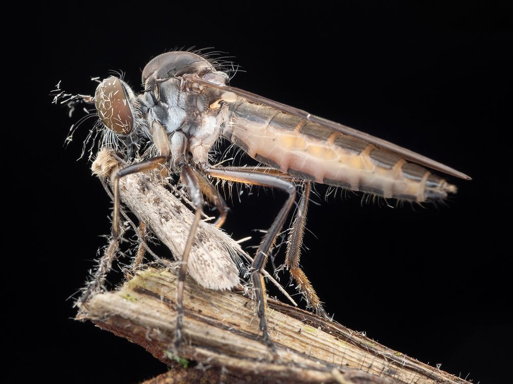Фотография автора TAN LING ZI