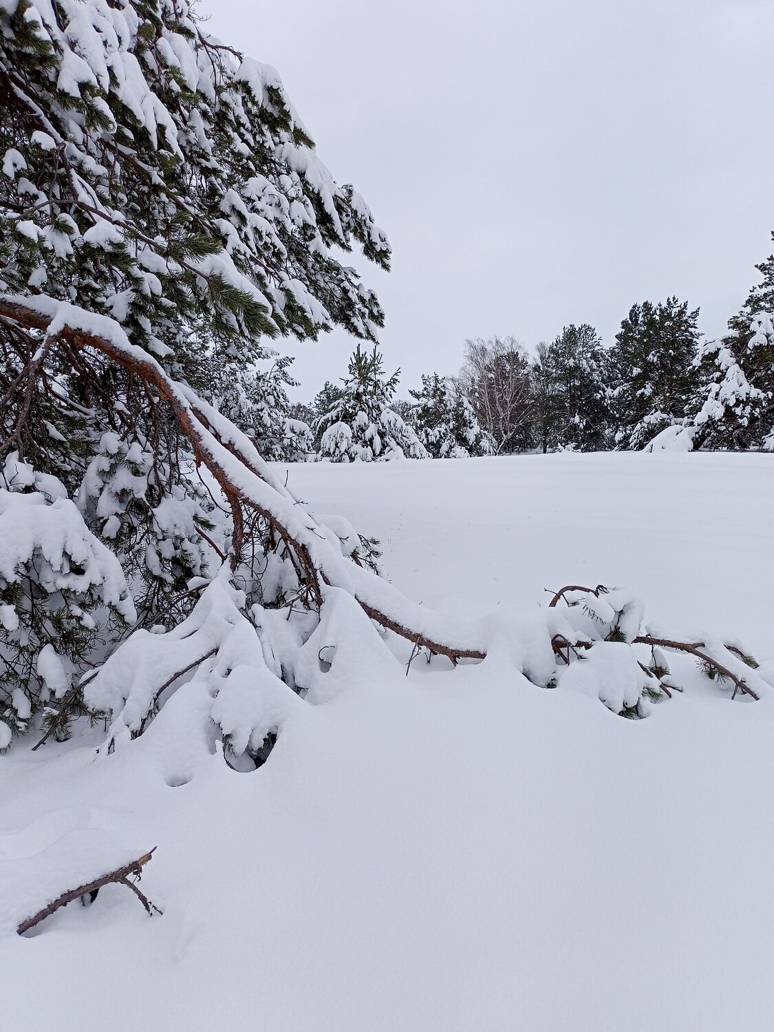 Photo #11843263