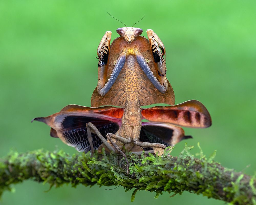 Photograph by Marcus Kam