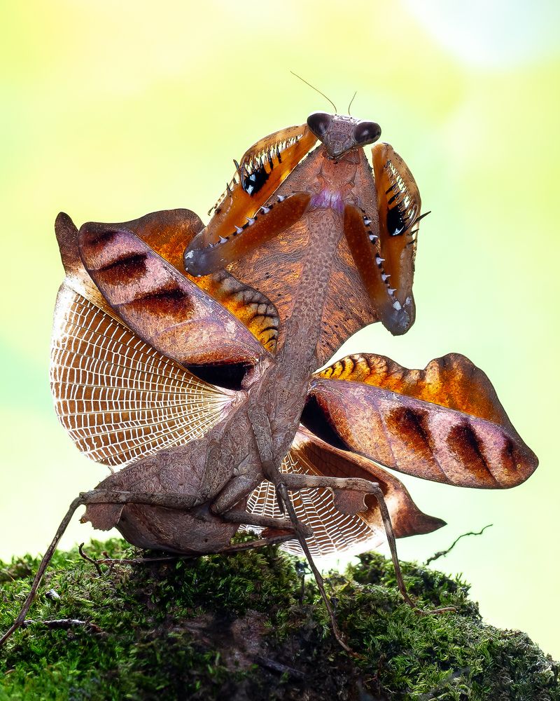 Photograph by Marcus Kam