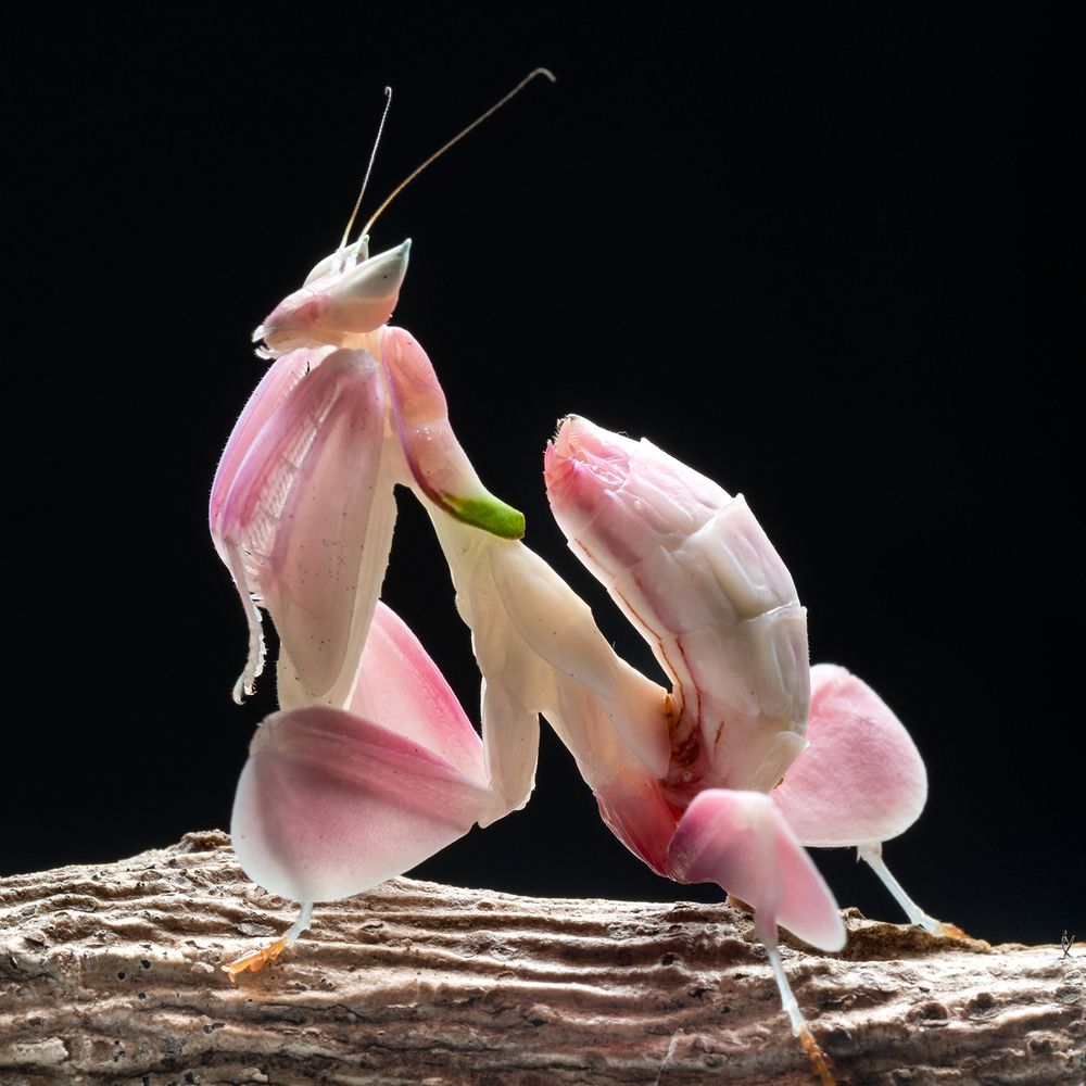 Фотография автора TAN LING ZI