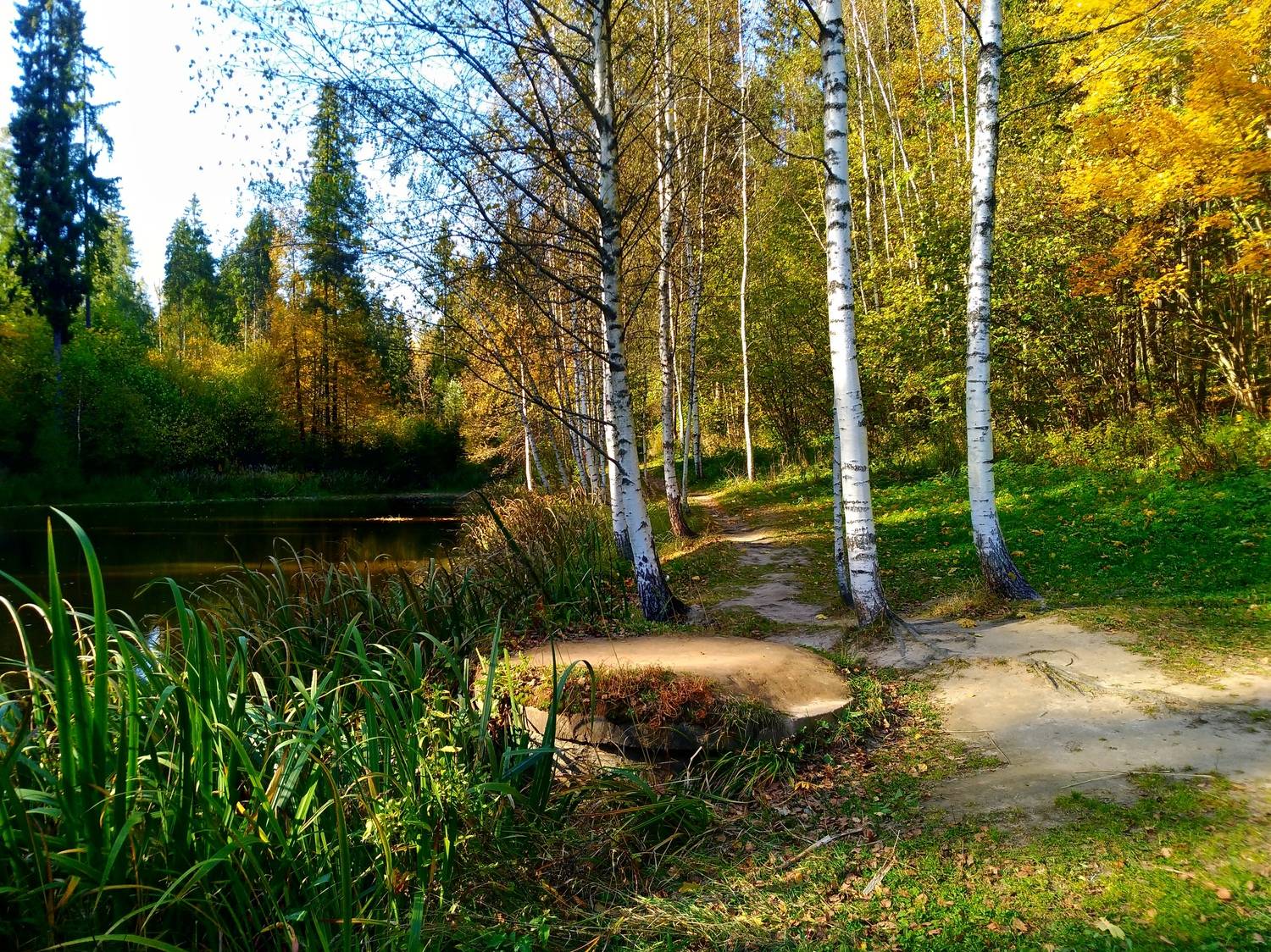 In a forest clearing