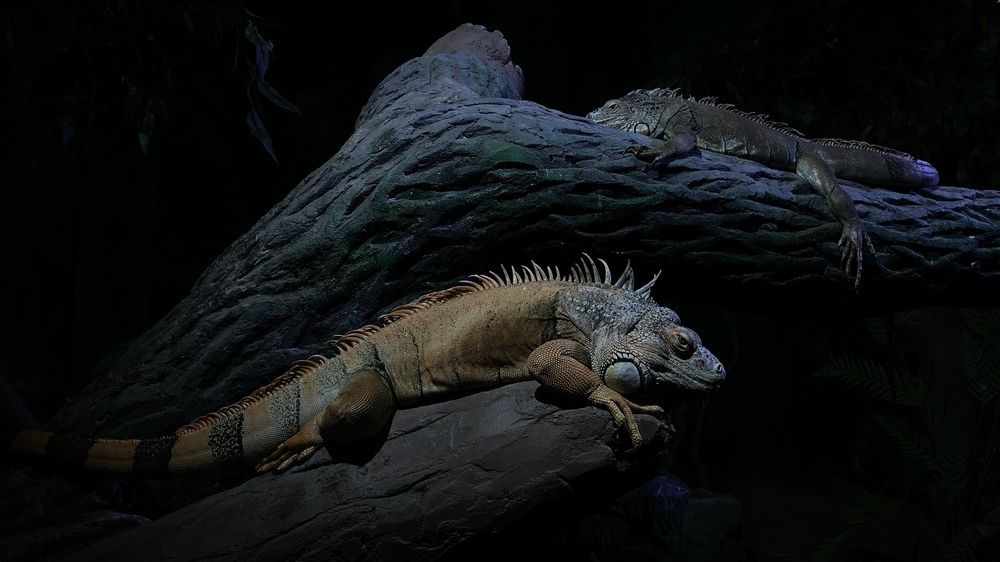 Фотография автора Оксана Вальянина