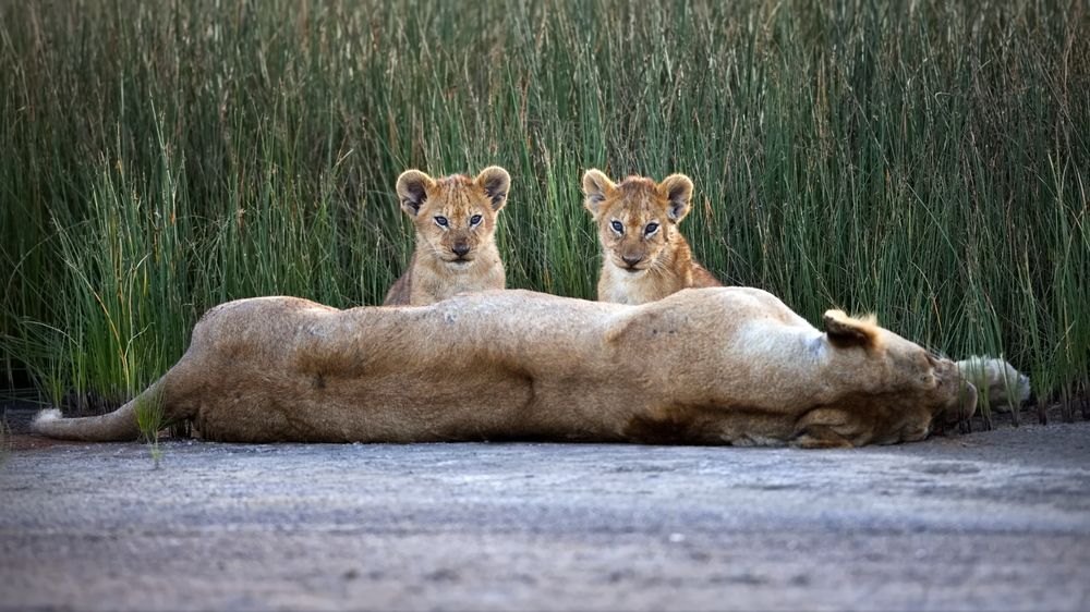Мамуля, ты еще поспи, а мы посторожим!