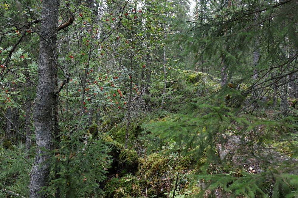 Photograph by DUBINA LEONID