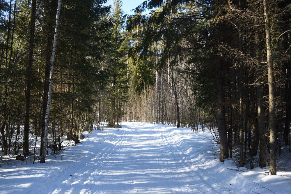 Лесная прогулка.