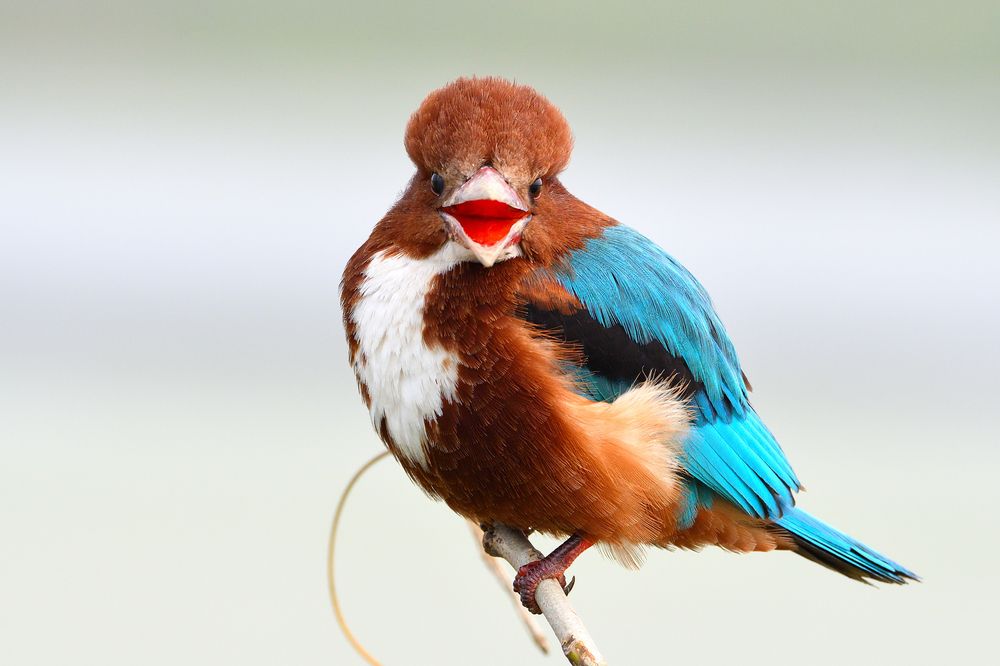 Photograph by SRIMANTA RAY