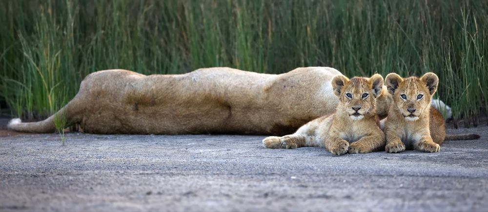 Мамуля отдыхает, ближе не подходи!