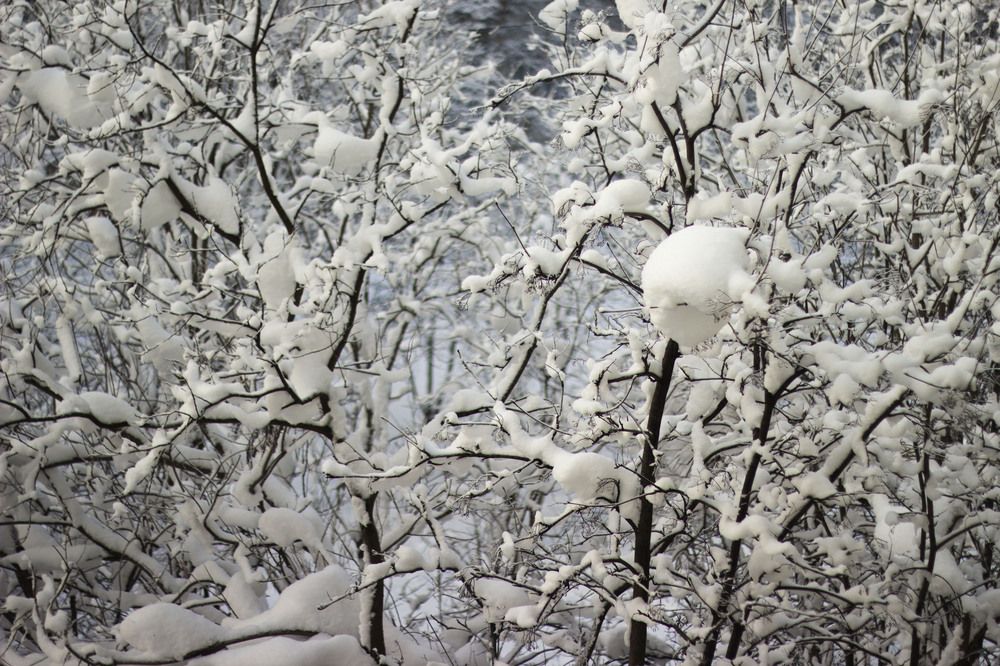 Photograph by Светлана Зотова