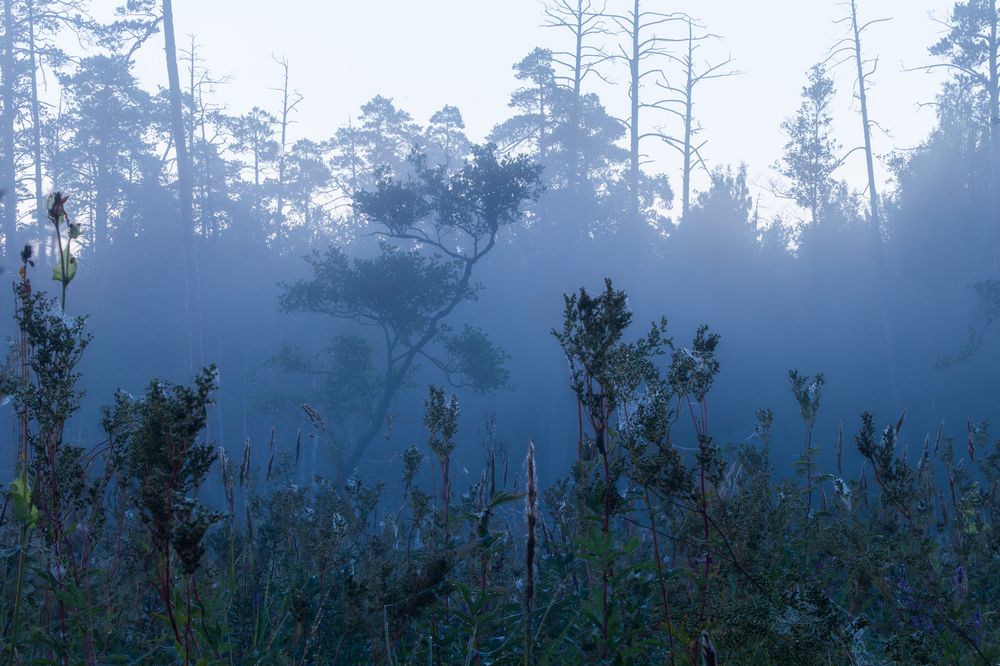 Photograph by Дмитрий Макинский