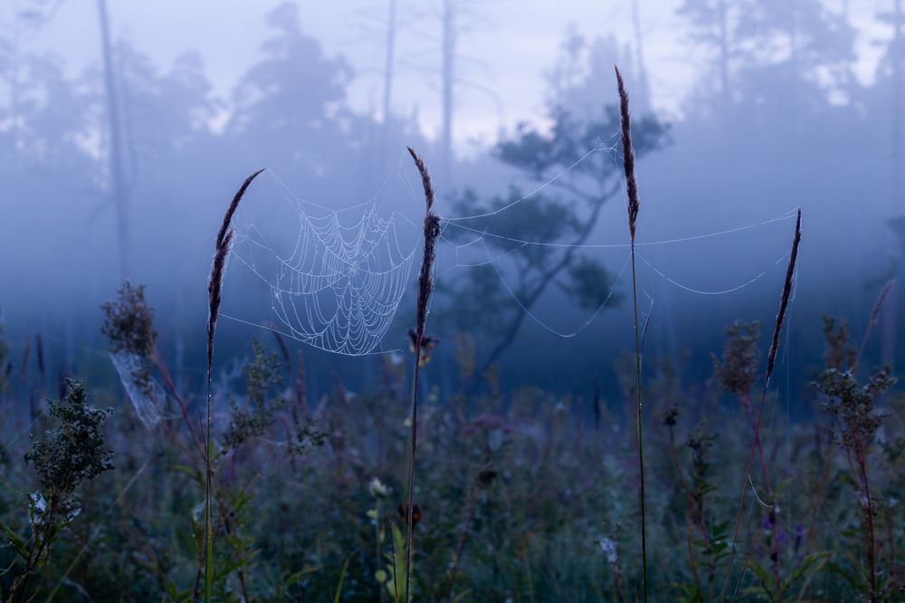 Photograph by Дмитрий Макинский