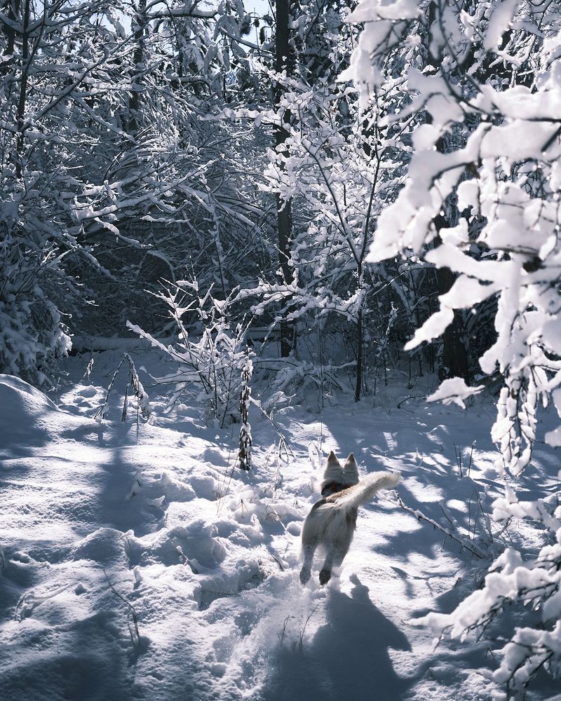 Фотография автора Эделев Владимир