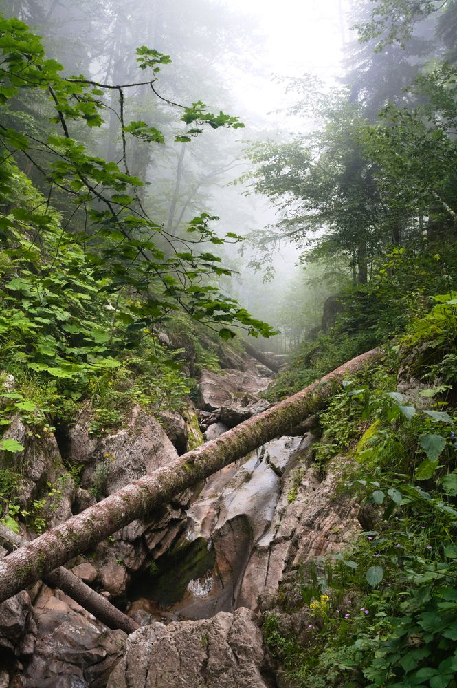 Photograph by DUBINA LEONID