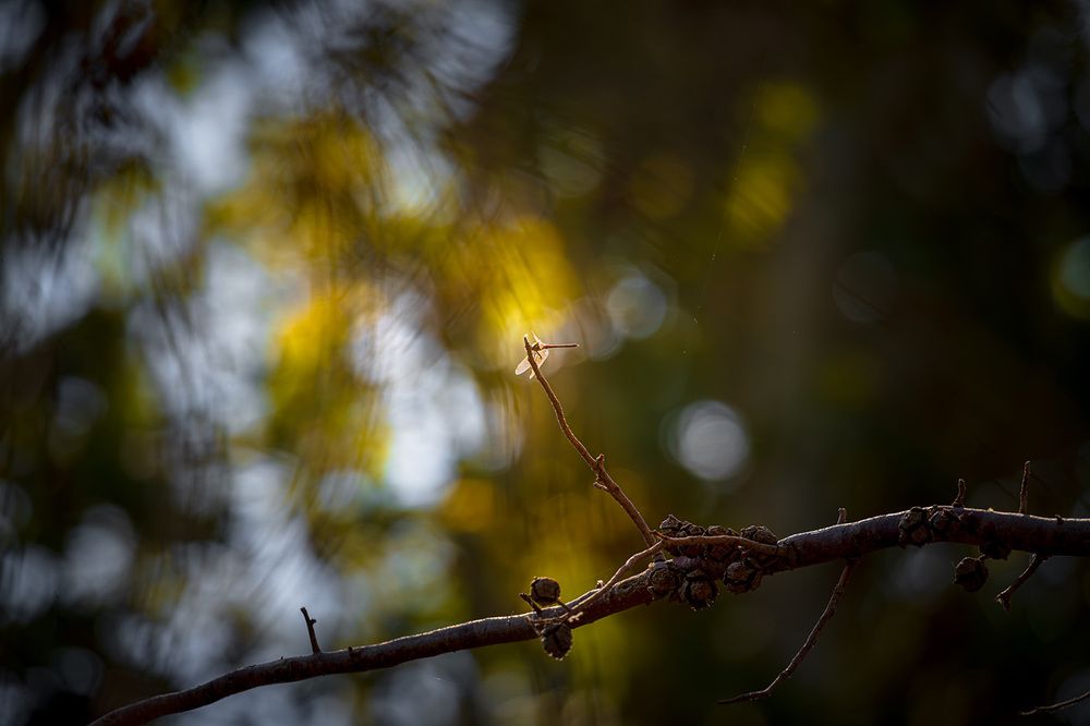 Photograph by Ata Hassanzadeh Dastforoush