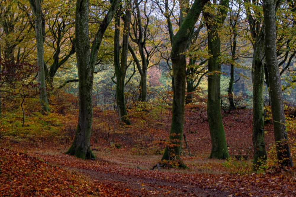 Фотография автора Alyona Madsen