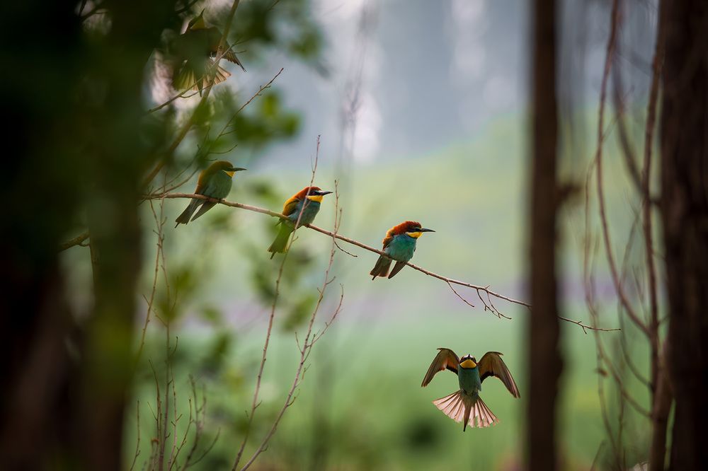 Photograph by Ata Hassanzadeh Dastforoush