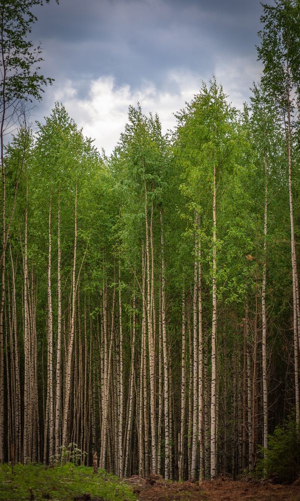 Фотография автора Шуплецов Алексей