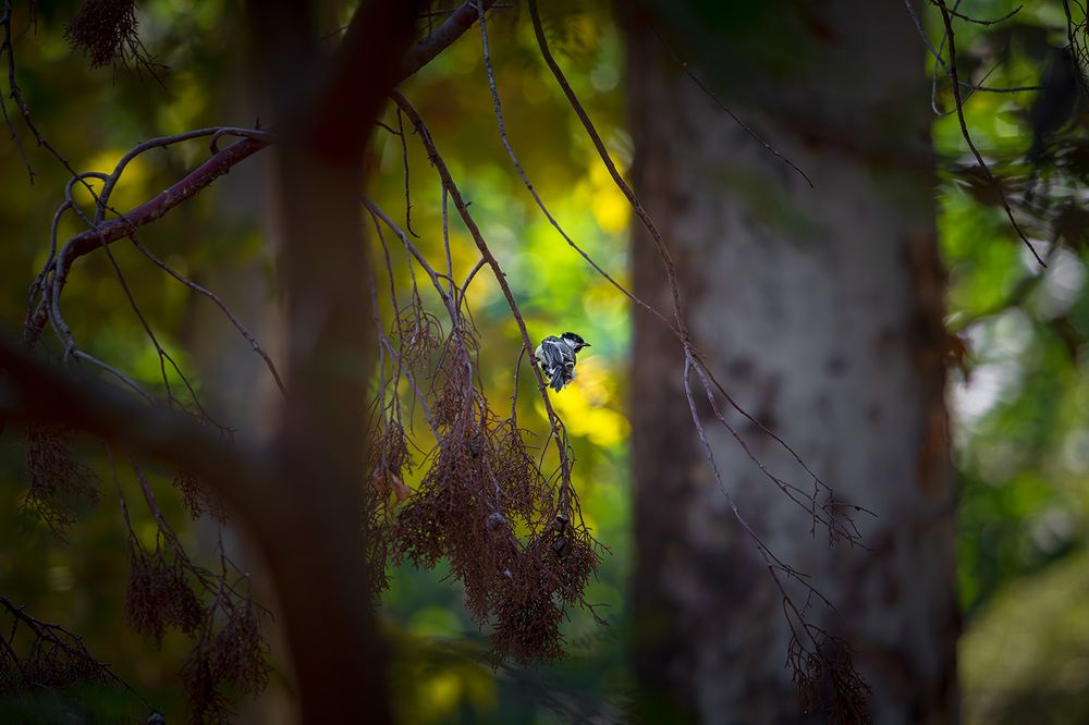 Photograph by Ata Hassanzadeh Dastforoush