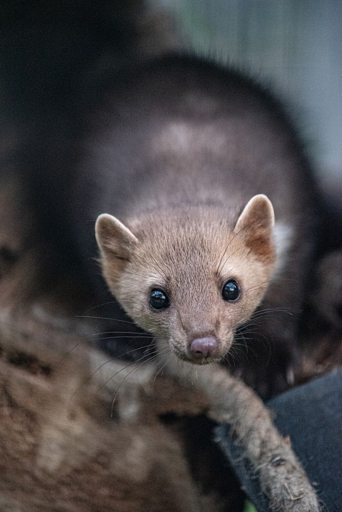 Фотография автора Aliaksandr Shautsou