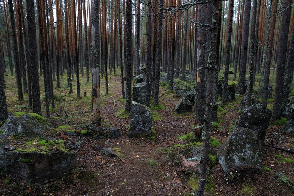 Photograph by елена