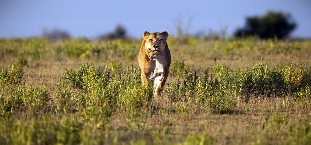 Любимая ноша