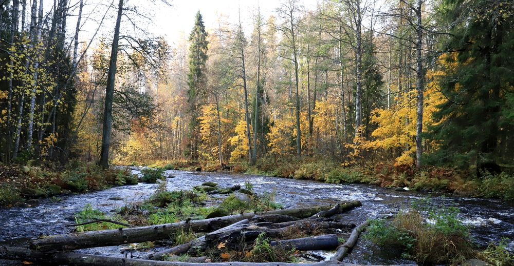 Photograph by елена