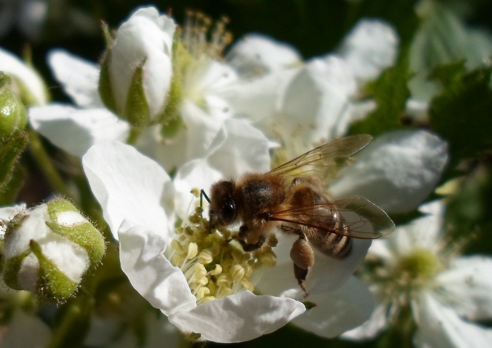 пчела на цветах ежевики