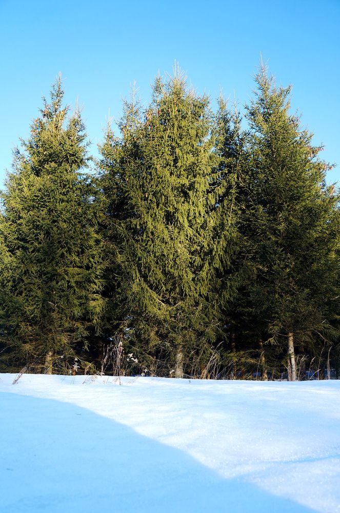 Photograph by Анна Алякина