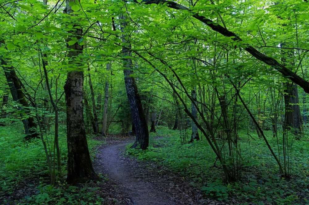 Photograph by Михаил Косолапов