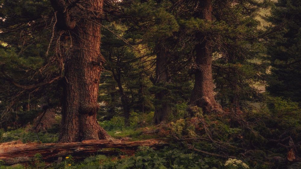 Photograph by Дмитрий Лоскутов