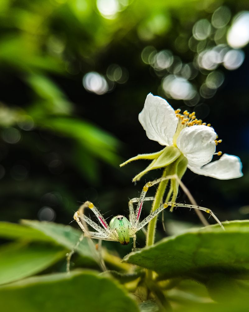 Photograph by Praveen