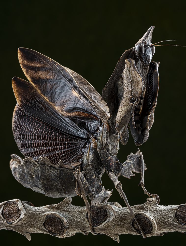 Darth Vader mantis - Parablepharis Kuhlii Kuhlii