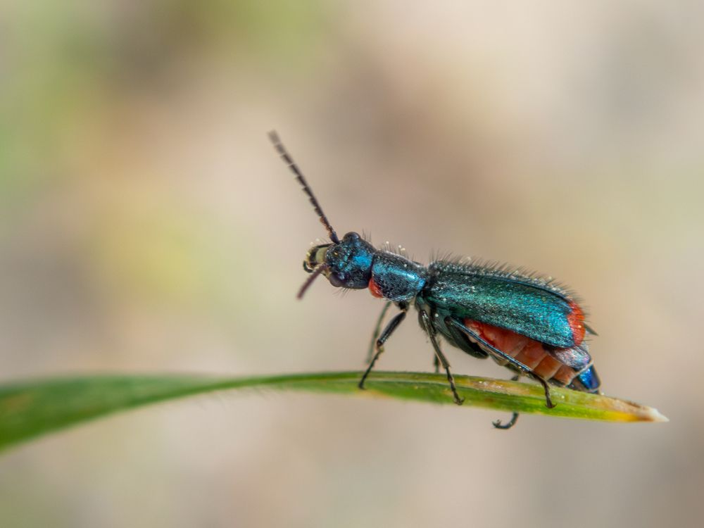 Photograph by Photons Reflectitur