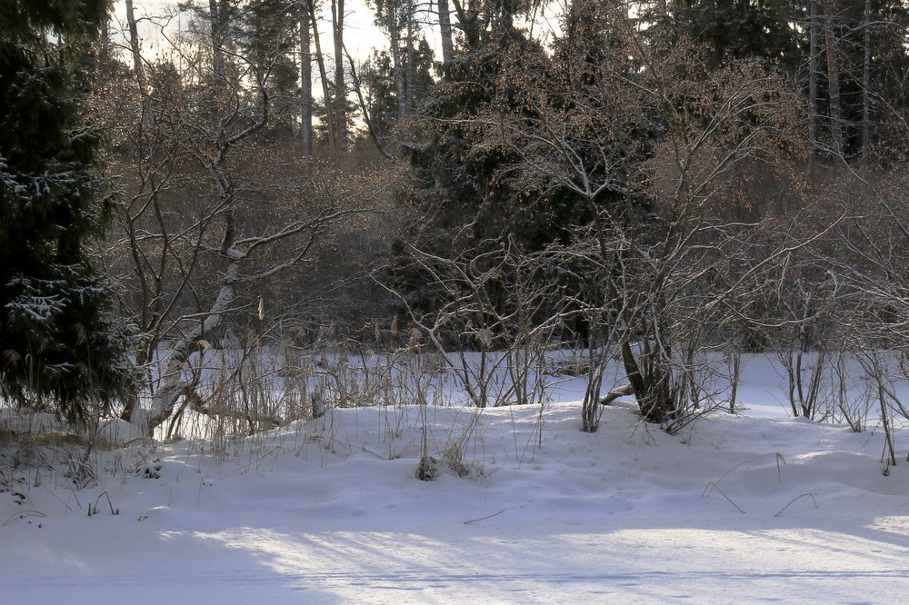 Зимнее серебро