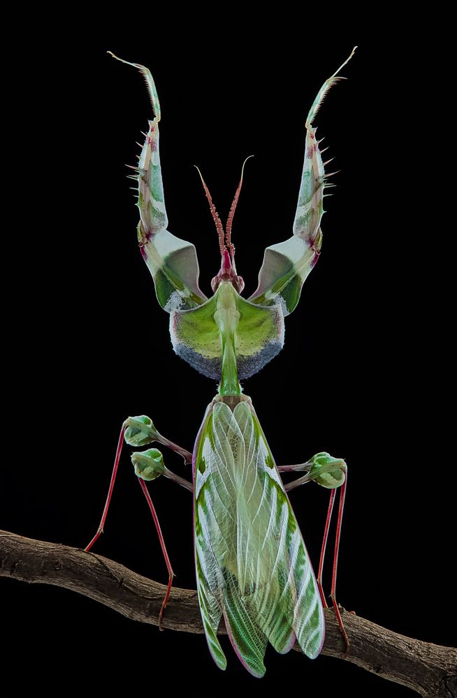 Devil Flower Mantis - Idolomantis Diabolica