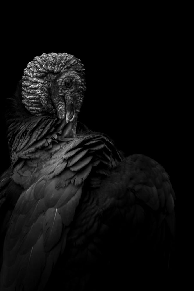 Photograph by Sandra De Bedout