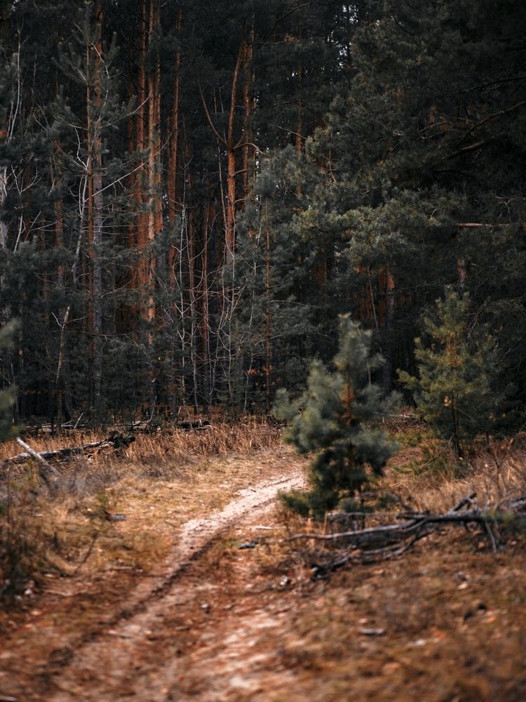 Фотография автора Елена Чиликина