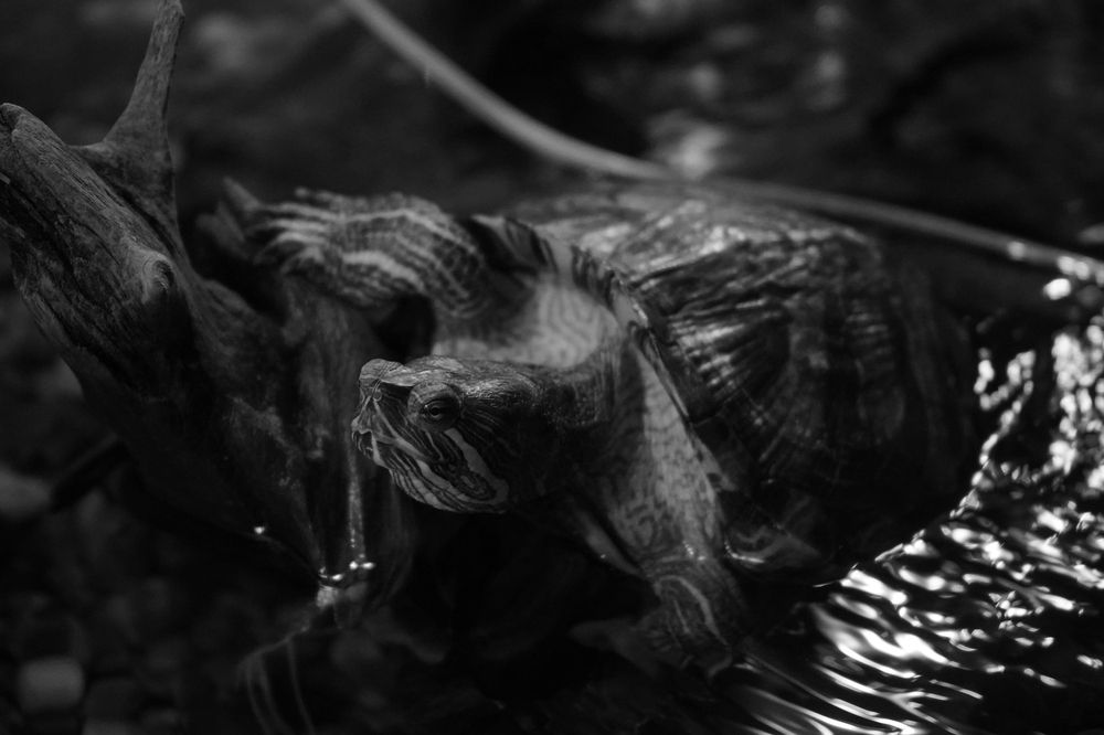 Photograph by Jijo Paul Rosario A