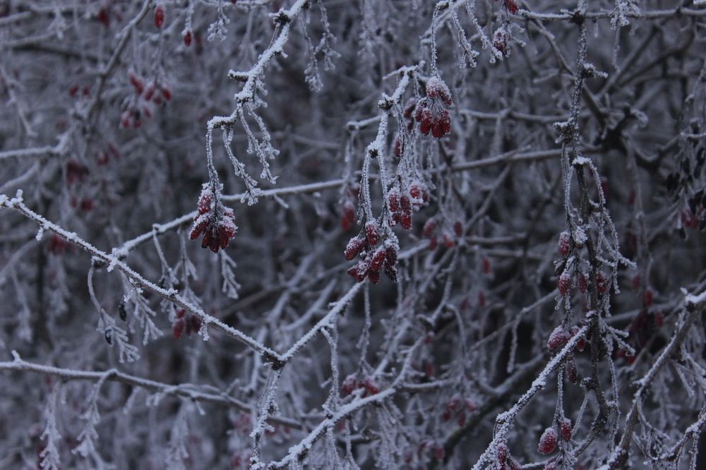Фотография автора Тори